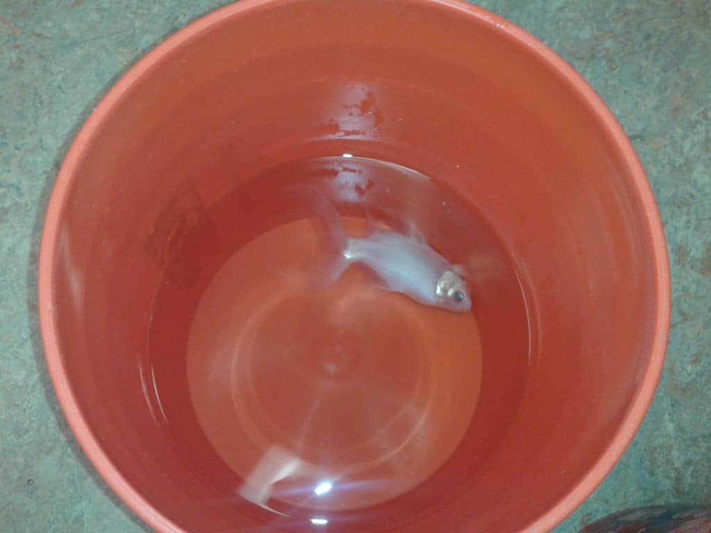 A lidded five gallon bucket set up for fish transport with an airline tube and battery air pump on a hardwood floor