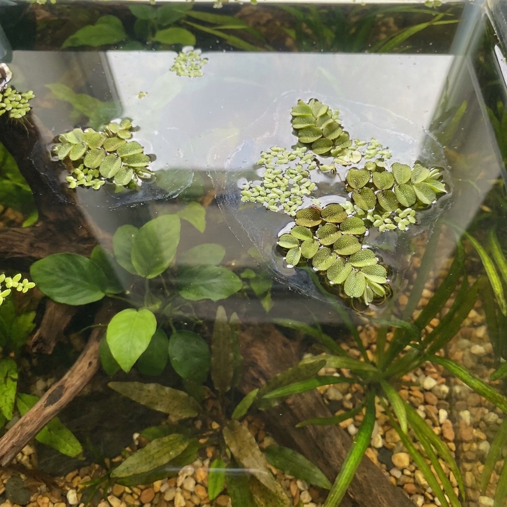 A planted freshwater aquarium viewed from above showing a slightly still water surface with a thin surface film near floating plants