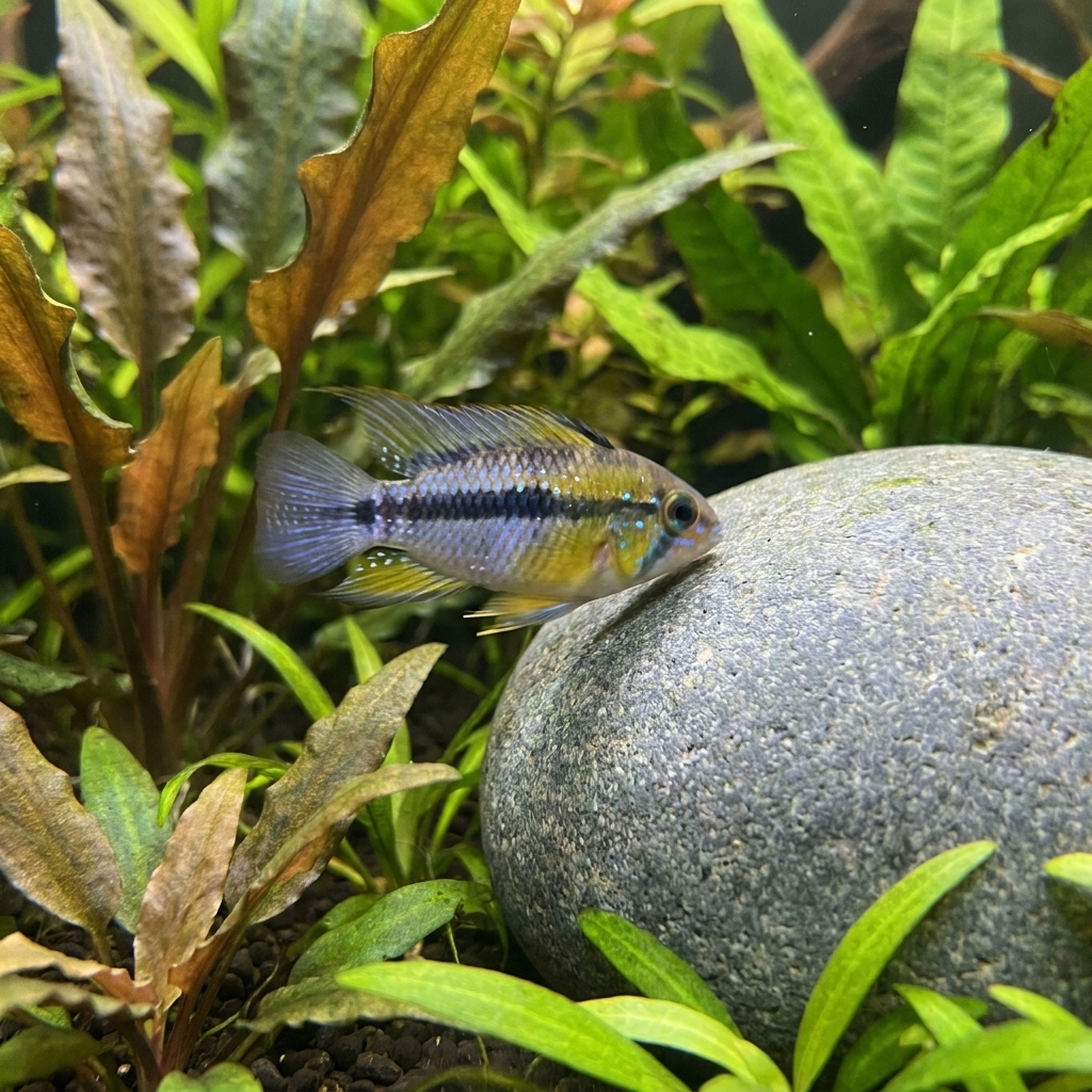 A small tropical freshwater fish rubbing its side against a smooth rock in a planted aquarium, showing the flashing behavior often seen with external parasites